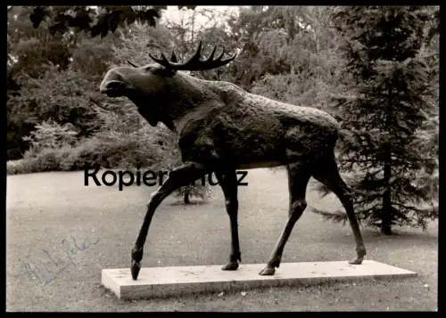 ÄLTERE POSTKARTE BIELEFELD ELCHSTANDBILD ALS PATENGESCHENK FÜR DIE GUMBINNER IM OETKERPARK 1961 Elch moose Gumbinnen AK