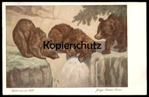 ALTE POSTKARTE HERBERT VAN DER POLL JONGE BRUINE BEREN BÄREN BRAUNBÄREN NATURA ARTIS MAGISTRA AMSTERDAM postcard cpa AK