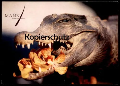 ÄLTERE POSTKARTE STUTTGART BLUMEN DECO MANUEL M. MANN KROKODIL crocodile Ansichtskarte cpa postcard