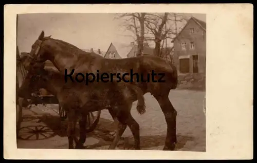 ALTE FOTO POSTKARTE FOHLEN UND STUTE PFERDE VERM. WESTFALEN horses horse cheval Pferd Ansichtskarte postcard cpa photo