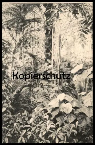ALTE POSTKARTE BOTANISCHER GARTEN BERLIN DAHLEM ANSICHT AUS DEM GROSSEN TROPENHAUS TROPEN Botanik Pflanzen botany garden