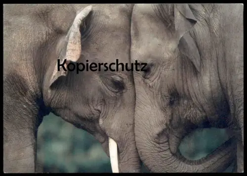 POSTKARTE ZWEI ELEFANTEN KOPF AN KOPF ROB DOOLAARD Elefant Elephant Elephants Stosszahn Ansichtskarte AK postcard cpa