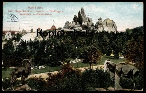 ALTE POSTKARTE CARL HAGENBECK'S TIERPARK STELLINGEN HAMBURG STEINBOCKFELSEN Steinböcke Steinbock Ansichtskarte postcard