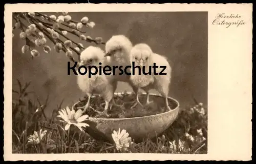 ALTE POSTKARTE HERZLICHE OSTERGRÜSSE KÜKEN Ostern Easter poussin chick Schwarz-Weiss Foto Photo Weidenkätzchen AK cpa