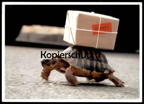 POSTKARTE SCHILDKRÖTE MIT PAKET EXPRESS HUMOR tortoise turtle tortue humour Ansichtskarte AK cpa postcard