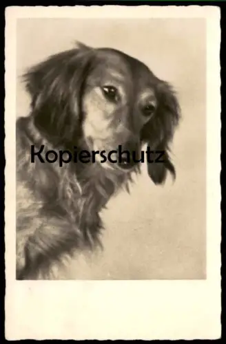 ALTE POSTKARTE LANGHAARDACKEL DACKEL HUND Porträt Dachshund Teckel basset dog chien Ansichtskaret AK postcard cpa
