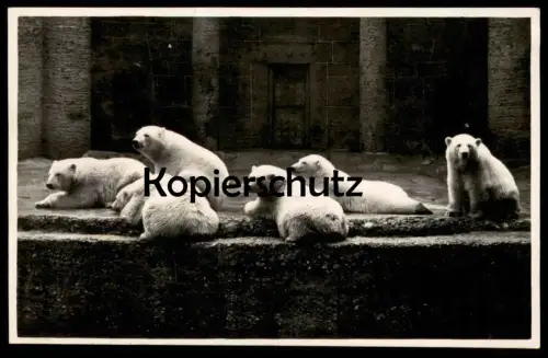 ALTE POSTKARTE EISBÄREN MÜNCHEN MÜNCHNER TIERPARK HELLABRUNN polar bear ours polaire blanc Bären Zoo postcard cpa AK