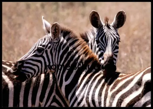 POSTKARTE ZEBRAS IN DER AFRIKANISCHEN SAVANNE ZEBRA AFRIKA africa Ansichtskarte postcard