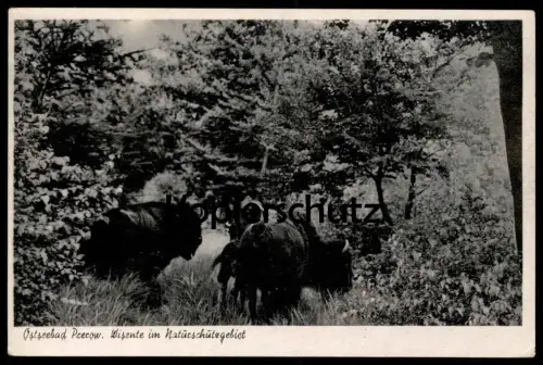 ÄLTERE POSTKARTE PREROW WISENTE IM NATURSCHUTZGEBIET DARSS OSTSEE cpa postcard AK Ansichtskarte