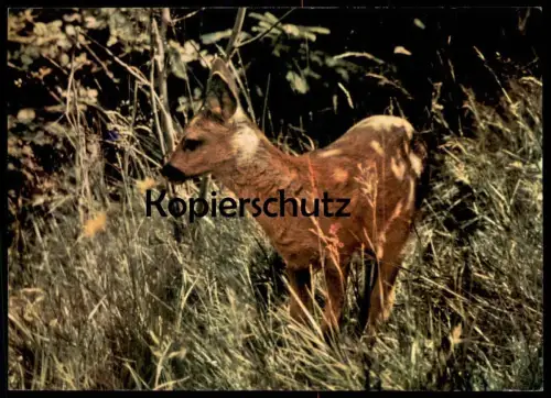 ÄLTERE POSTKARTE REHKITZ BELAUSCHTE NATUR REH HIRSCH Roe fallow deer daim chevreuil cerf cpa AK Ansichtskarte postcard