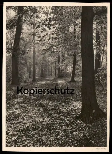 ALTE POSTKARTE LANDSCHAFT WALD KURT LAUSCH LANDSCHAFTSSTUDIE Fotografie Photographie photography postcard cpa AK