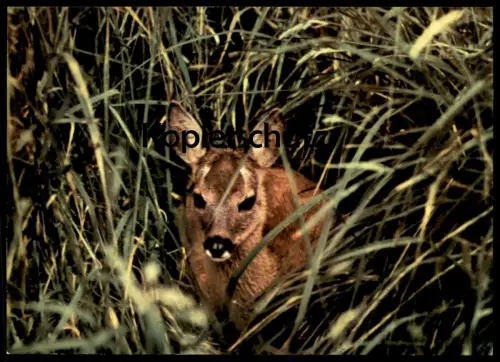 ÄLTERE POSTKARTE REHKITZ BELAUSCHTE NATUR REH HIRSCH Roe fallow deer daim chevreuil cerf cpa AK Ansichtskarte postcard