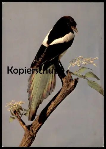ÄLTERE POSTKARTE MÜNSTER WESTFALEN WESTFÄLISCHES LANDESMUSEUM ELSTER magpie pie cpa postcard AK Ansichtskarte