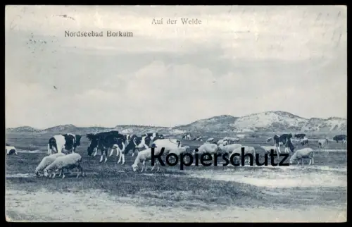 ALTE POSTKARTE NORDSEEBAD BORKUM AUF DER WEIDE WIESE KÜHE SCHAFE 1909 Kuh Schaf vache cow Ansichtskarte AK cpa postcard