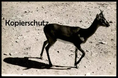 ALTES ORIGINAL FOTO GAZELLE SPRINGBOCK springbok Impala Antilope Afrika africa Karte cpa photo postcard