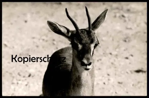 ALTES ORIGINAL FOTO GAZELLE SPRINGBOCK springbok Impala Antilope Afrika africa Karte cpa photo postcard