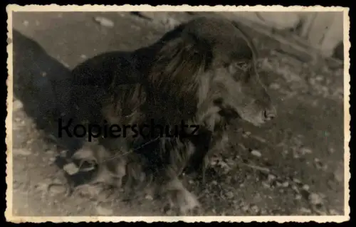 ALTES ORIGINAL FOTO DACKEL SEPPEL teckel basset dachshund Hund dog chien photo