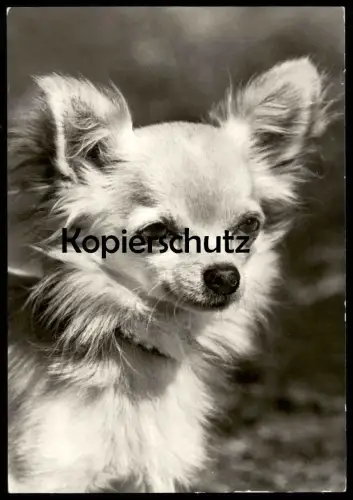 ÄLTERE POSTKARTE CHIHUAHUA HUND dog chien cpa postcard Ansichtskarte AK