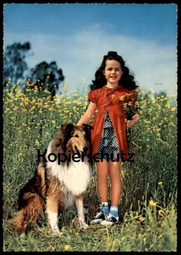 ÄLTERE POSTKARTE COLLIE LASSIE LUCY BAKER ? HUND colley dog chien cpa postcard Ansichtskarte AK