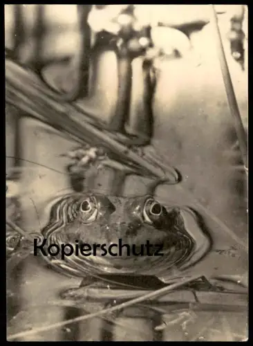 ALTE POSTKARTE TEICHFROSCH FROSCH FROG Steno Stenografie postcard cpa AK