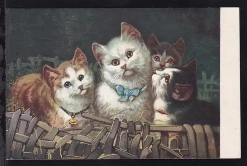 4 Katzen