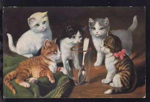 5 Katzen