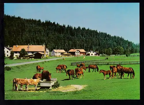 BAHNPOST AMBULANT 18.IX.82 4406 auf CAK (Au paturage des Franches-Montagnes)