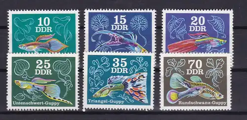 Zierfische Guppys, **