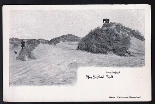 Nordseebad Sylt Seeadlerjagd