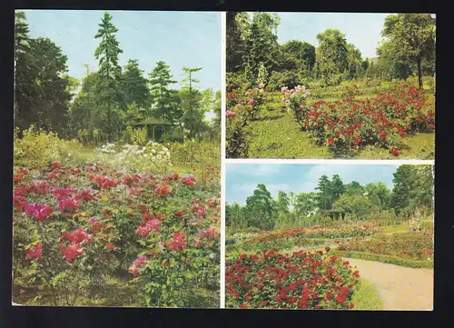 Sangerhausen Rosarium 3 Bilder