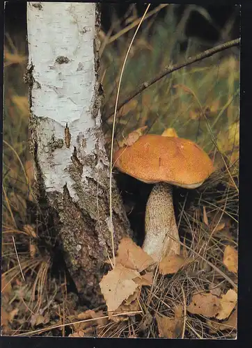 "Rotkappe" eßbarer Pilz