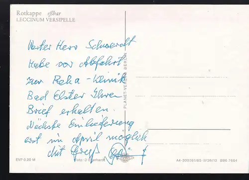 "Rotkappe" eßbarer Pilz