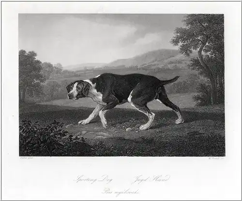 Jagdhund. Stahlstich um 1860
