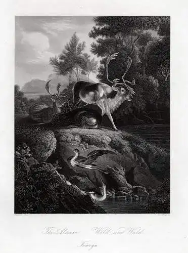 Wild und Wald. Originaler Stahlstich n. Ruthard um 1850