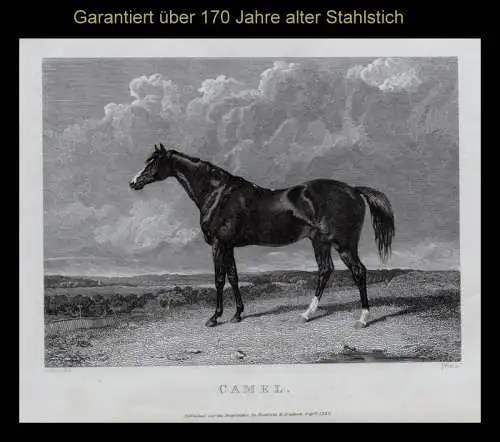 Rennpferd. Camel. Originaler Stahlstich um 1830