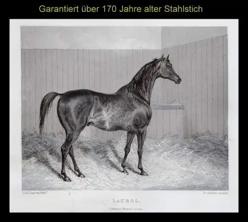 Rennpferd. Laurel. Originaler Stahlstich um 1850