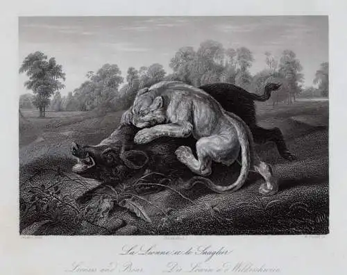 Die Löwin und das Wildschwein. Originaler Stahlstich um 1850