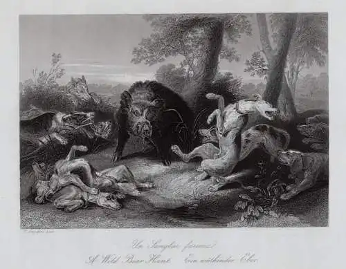 Jagdhunde: Ein wütender Eber, originaler Stahlstich, Haewood um 1850