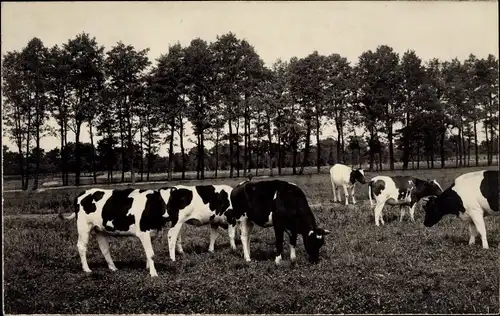 Foto Ak Schwarz weiß gescheckte Kühe auf der Weide