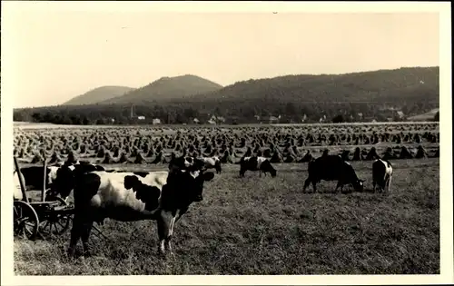 Foto Ak Heidenau, Kühe grasen auf einer Weide, Strohgarben