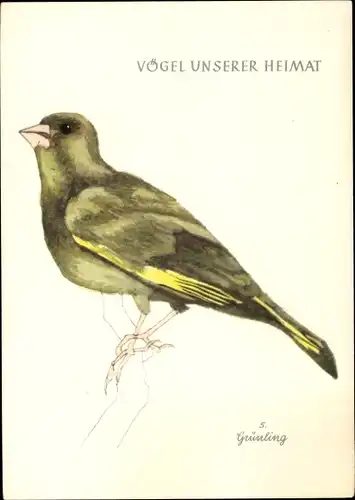 Künstler Ak Vögel unserer Heimat, Grünling, Grünfink, Carduelis chloris, DJH Groschen