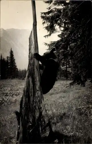 Foto Ak Junger Braunbär klettert an einem Baumstamm, Partie am Waldrand, Berge