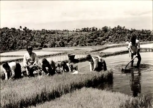 Ak Indonesien, Indonesische Reisbauern bei der Arbeit