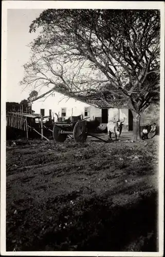 Foto Ak Brasilien, Wagen und Rinder auf einem Gehöft, Baum, Bauern