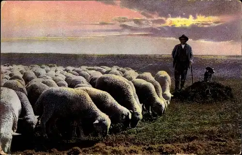 Ak Schäfer mit seinen Schafen auf der Heide