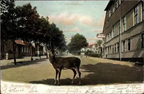 Ak St. Andreasberg Braunlage, Zahme Hirschkuh Mieke, Schützenstraße, Hotel Schützenhaus