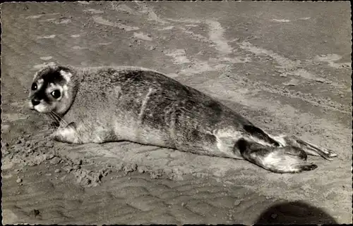 Ak Seehund am Strand, Junge Robbe im Sand, Nordsee