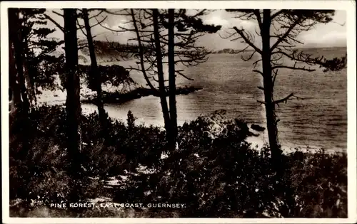 Ak Guernsey Kanalinseln, Pine Forest, East Coast, Blick aus einem Pinienwald auf der Ostküste
