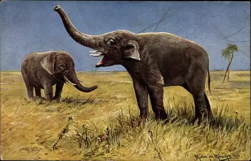 Künstler Ak Müller, Moritz, Jun., Elefanten in der Steppe
