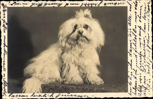 Foto Ak Schoßhund, Weißes Fell, Langhaar, Haarschleife